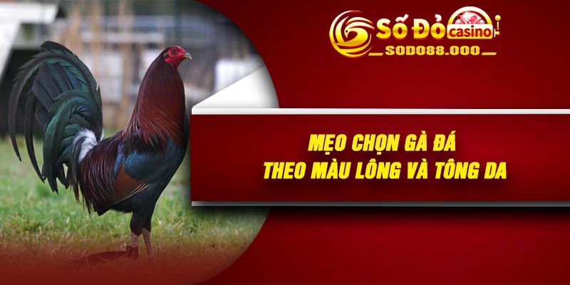 Mẹo chọn gà đá theo màu lông và tông da