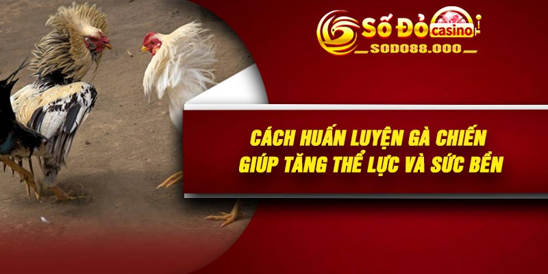 Cách huấn luyện gà chiến giúp tăng thể lực và sức bền
