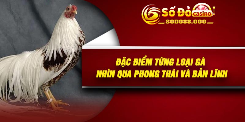 Đặc điểm từng loại gà nhìn qua phong thái và bản lĩnh